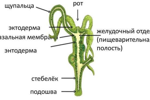 Кракен нарколог